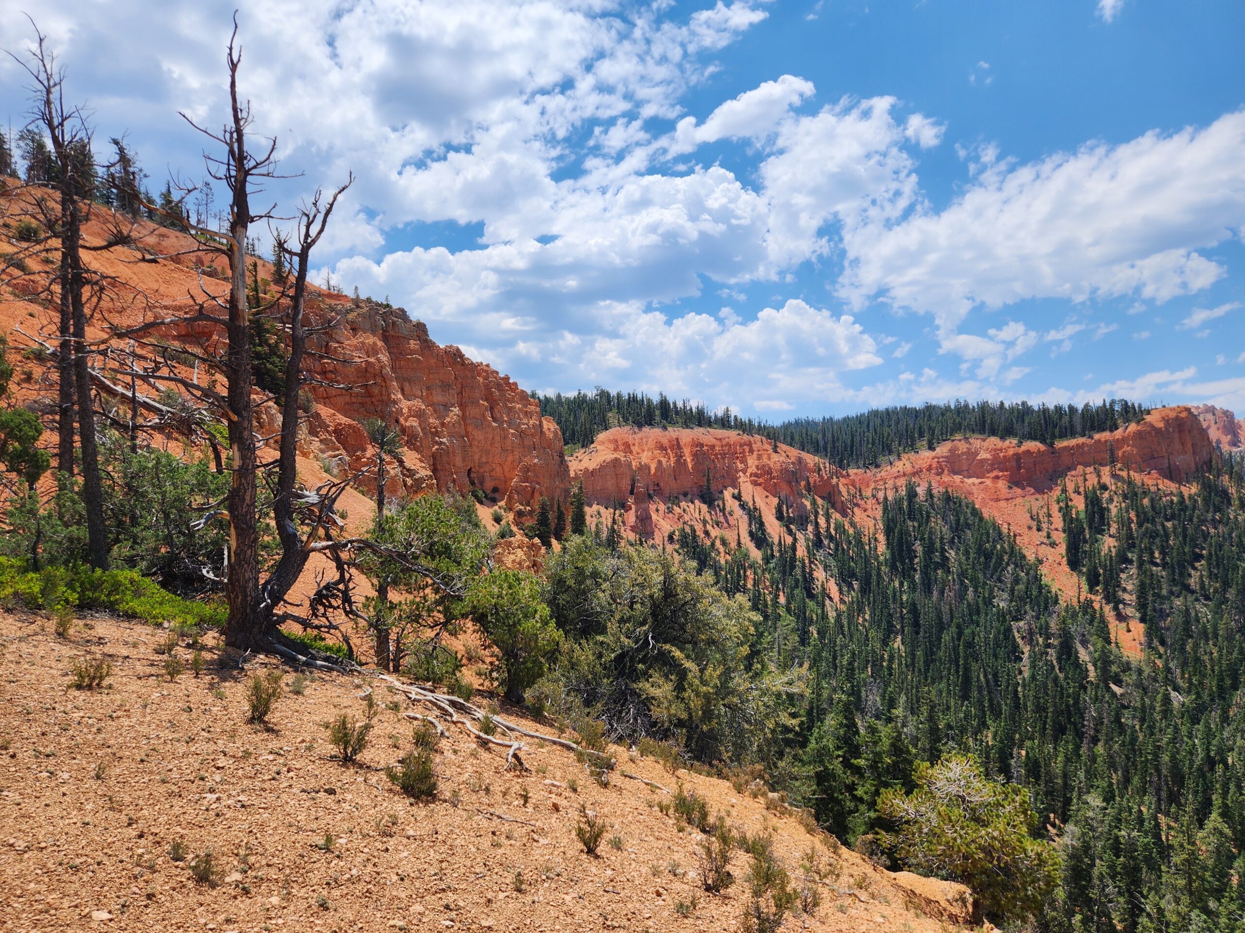 Dave’s Hollow – July 10, 2024